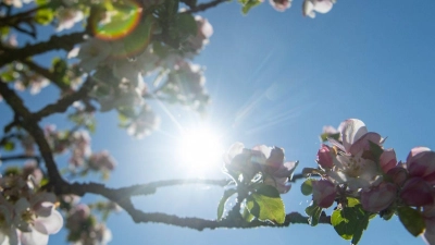 Die Sonne kommt vor blauem Himmel hinter Apfelblüten hervor. (Foto: Stefan Puchner//dpa)
