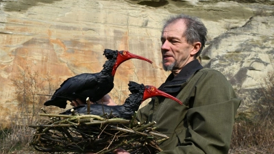 Biologe Johannes Fritz vom Waldrapp-Team hält ein Nest in den Händen, auf denen zwei Waldrapp-Attrappen angebracht sind. (Foto: Felix Kästle/dpa)