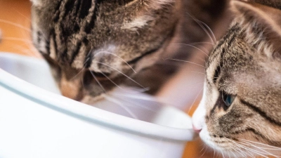 Katzen brauchen gutes Futter, um gesund zu bleiben. Das muss gar nicht das teuerste sein. (Foto: Franziska Gabbert/dpa-tmn/dpa)