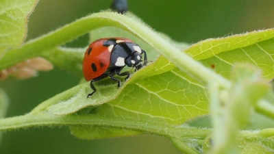 Im Garten kann man getrost auf Pestizide verzichten, denn der Marienkäfer übernimmt die Rolle als natürlicher Schädlingsbekämpfer. (Foto: Soeren Stache/dpa-Zentralbild/dpa)