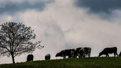 Kühe grasen auf einem Feld. (Foto: Oliver Berg/dpa)