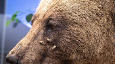 Der ausgestopfte Braunbär „Bruno“ wird im Museum Mensch und Natur ausgestellt. (Foto: Peter Kneffel/dpa)
